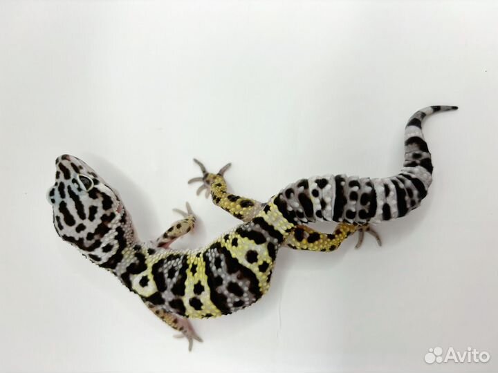 Ящерица эублефар