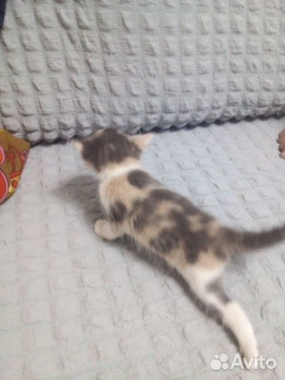 Отдам котят