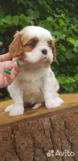 Девочки Кавалер кинг Чарльз спаниеля