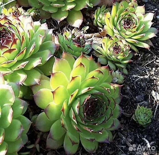 Молодило каменная роза, суккулент, для флорариум