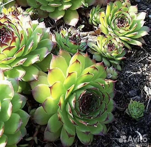 Молодило каменная роза, суккулент, для флорариум