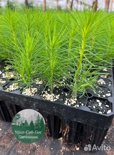 Сеянцы зкс Сосна окс Ель Лиственница Горная