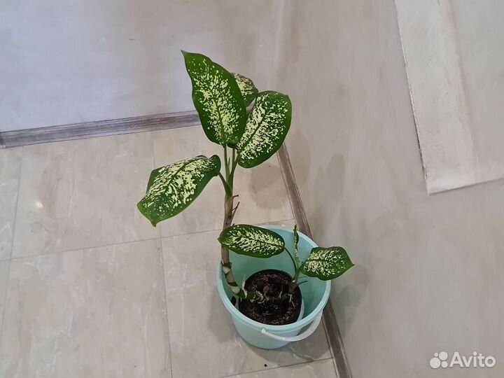 Диффенбахия