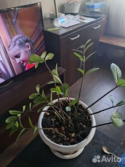 Замиокулькас,финик