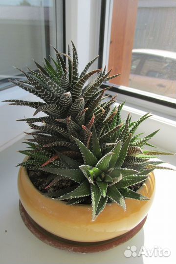 Боковые розетки хавортии полосатой