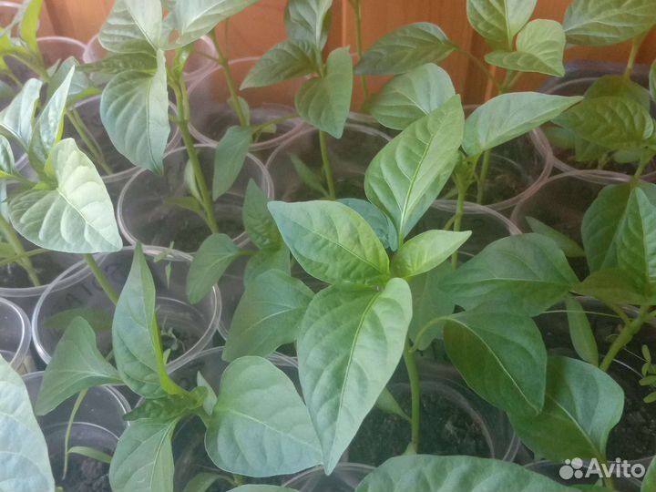 Рассада помидор и перцев