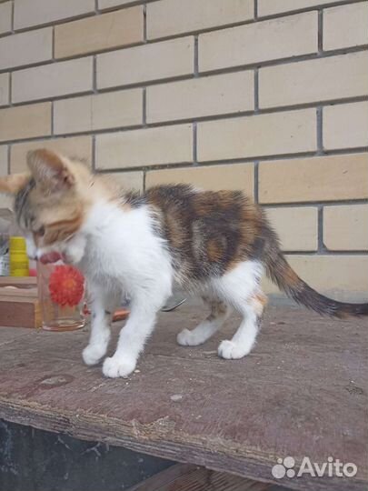 Кошка в дар бесплатно