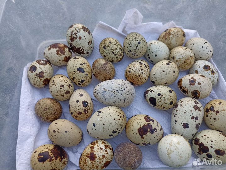Перепелки несушки. Яйцо перепелиное инкубационное