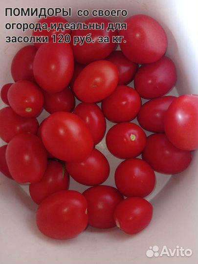 Рассада клубники