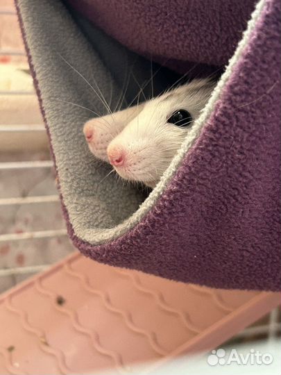 Крыса с клеткой