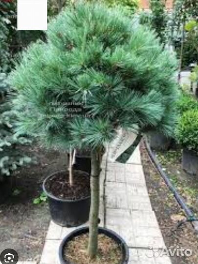 Сосна веймутовая