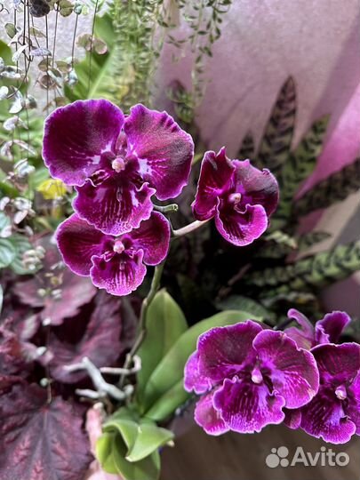 Орхидея абба