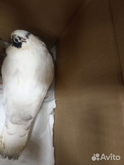 Голубь в дар