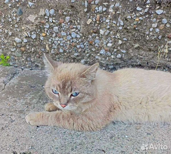 Кот с улицы в добрые руки