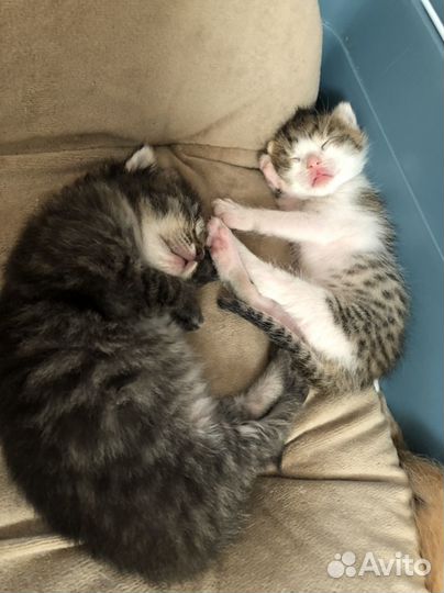 Шура очень маленькое чудоИщем порядочную семью