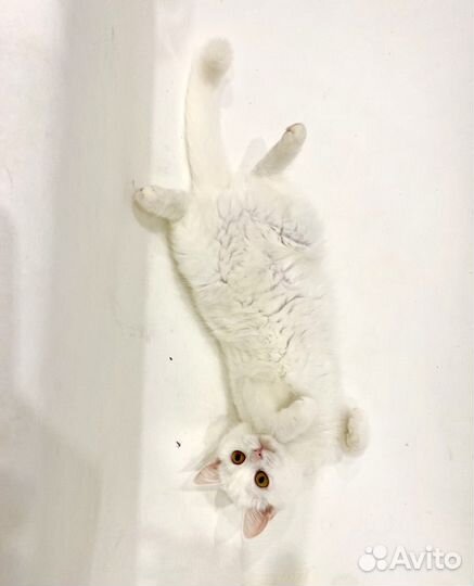 Отдам в добрые руки молодых кошек