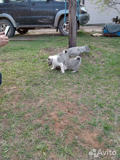 Щенки лайки и волкособа