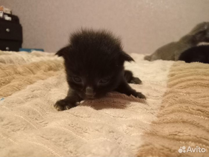 Котята в добрые руки бесплатно