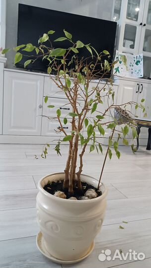 Фикус бенджамина