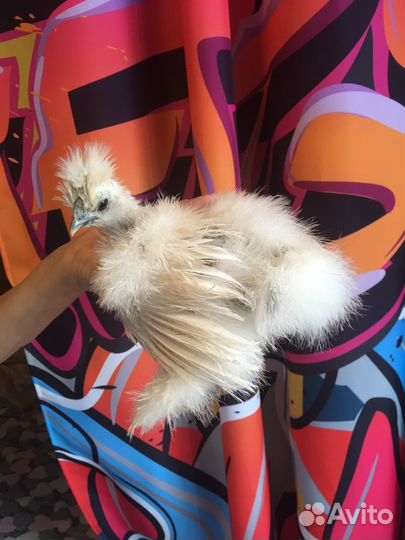 Цыплята китайской шелковой курицы