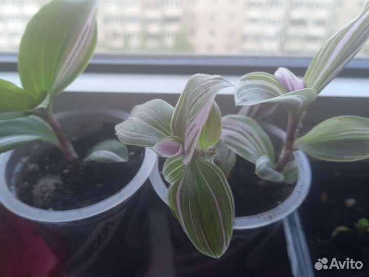 Традесканция