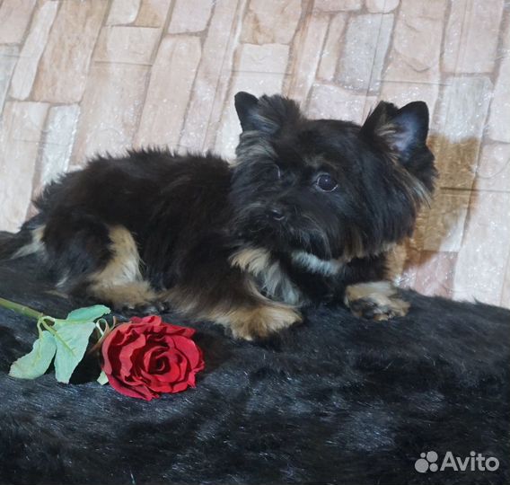 Цветной йорк черная девочка стандартного размера