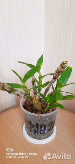 Дендробиум