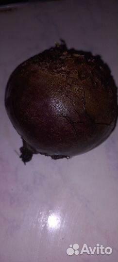 Свекла столовая красная