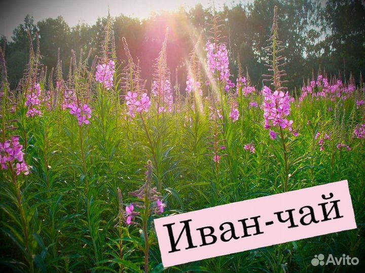 Иван-чай один килограмм, кипрей, польза