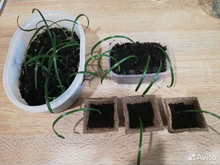 Гиппеаструм амариллис