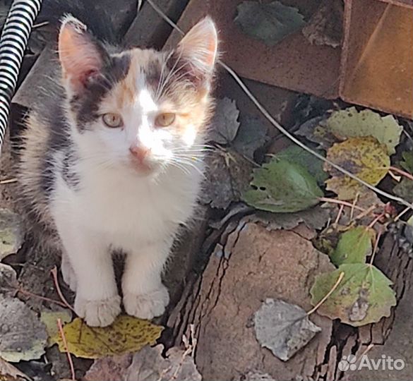 Отдам в добрые руки