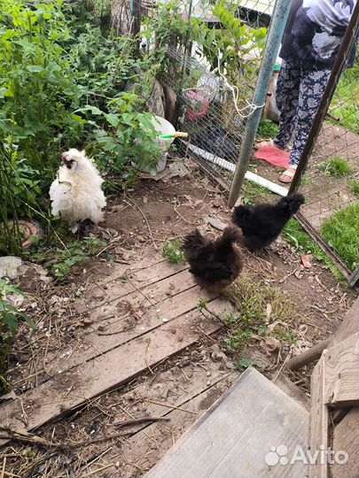 Куры молодки несушки