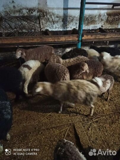 Курдючные бараны овцы