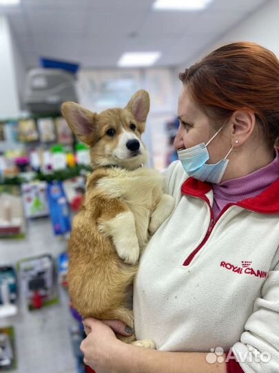 Ветеринарный врач на дом. Круглосуточно