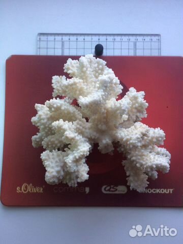 Морские кораллы