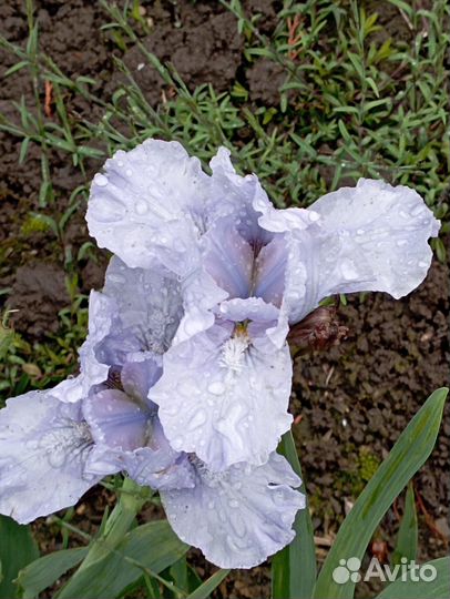 Ирисы бордюрные