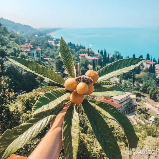 Из Адлера в Абхазию Гагра Рица. Infiniti 7 мест