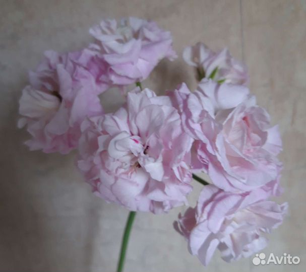 Пеларгония