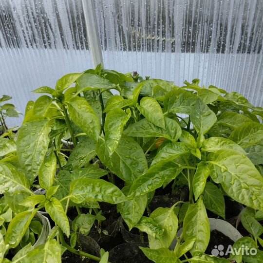 Рассада перца, баклажан, помидор