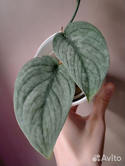 Сортовые сциндапсусы