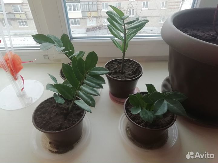 Продаю цветы