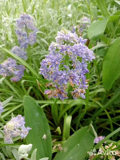 Цветы, многолетние декоративные растения