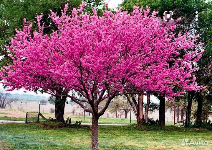 Церсис саженцы