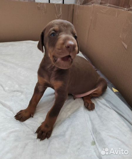 Щенки добермана