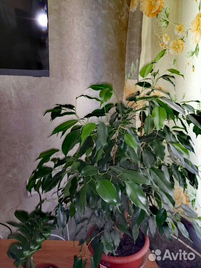 Фикус бенджамина большой