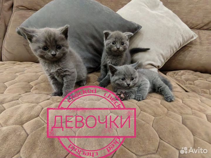 Шотландские котята