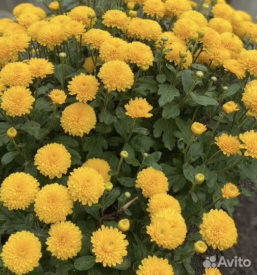 Хризантема