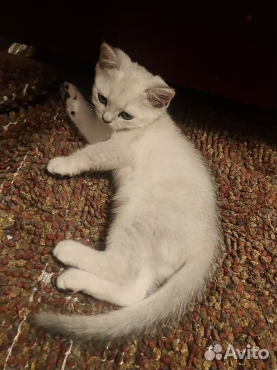 Продам котёнка