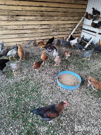 Цыплята петушки породистые