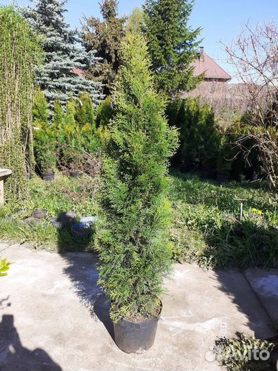 Туя Смарагд